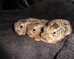 Read more about the article Cute Baby Hares Saved From Being Ground Up In Field