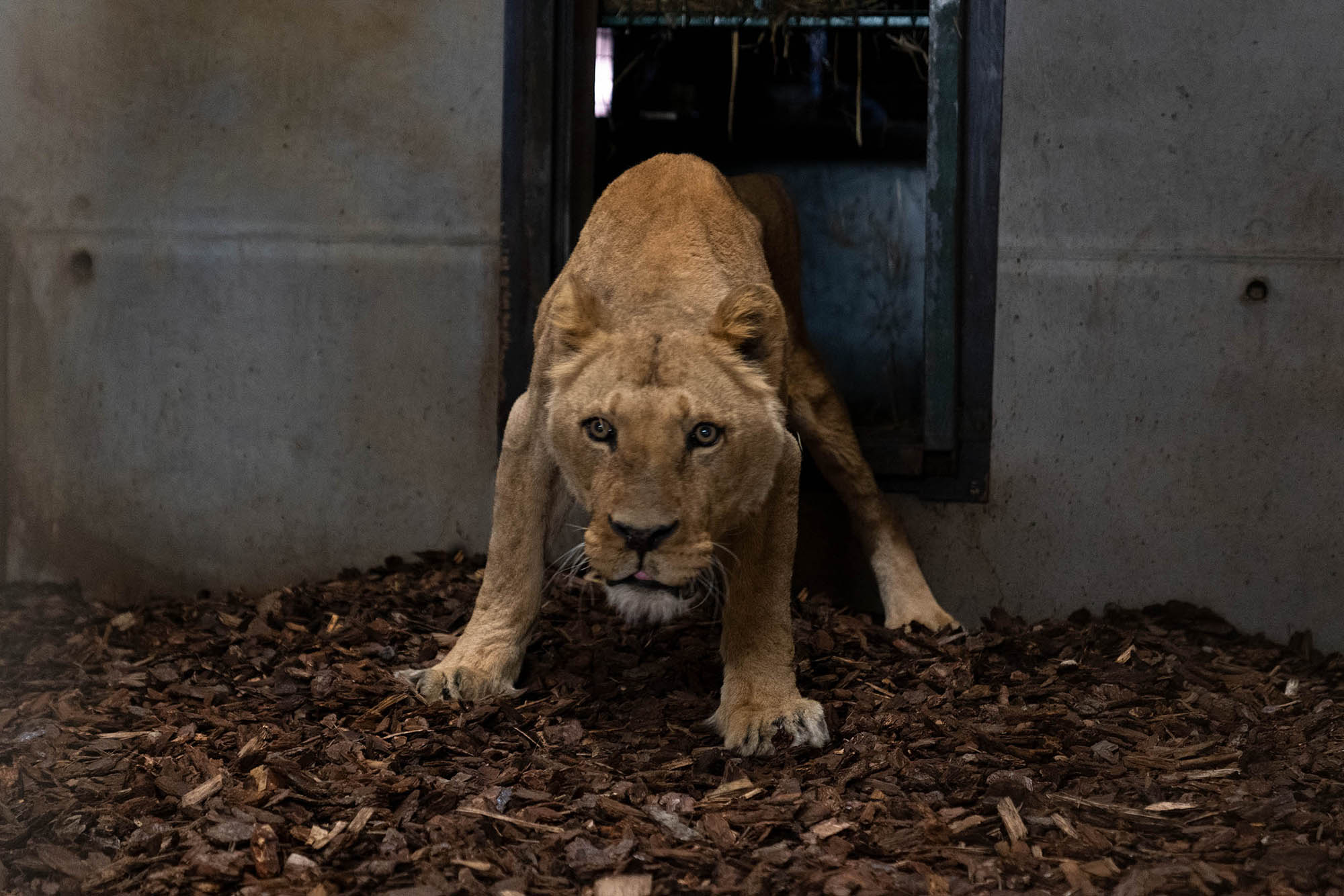 Read more about the article Abused Lions Rescued From Same Circus From Hell As Jon