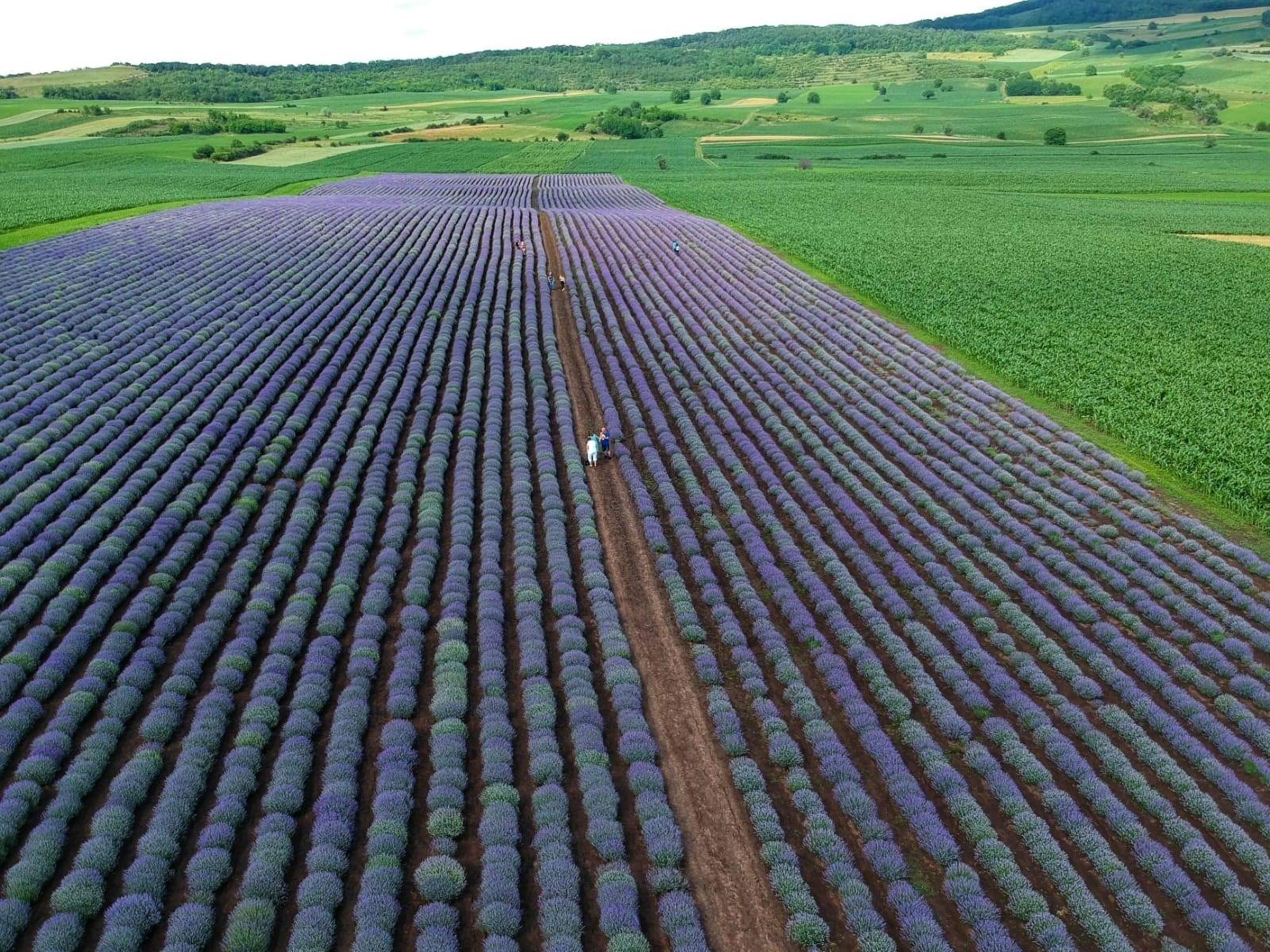 Read more about the article Lavender Field In Sleepy Hamlet Becomes Huge Attraction