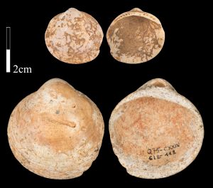 Read more about the article Cave Find Suggests Humans Wore Necklaces 120K Years Ago