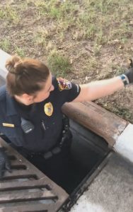 Read more about the article Moment WPC Rescues Ducklings From Drain In US
