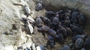 Read more about the article 105 Rare Turtles Hatch On Protected Caribbean Beach