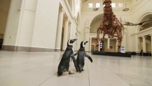 Read more about the article Penguins Meet Tyrannosaurus On Day Out At Chicago Museum