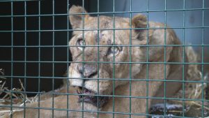 Read more about the article Footage Of Lionesses Rescued From Jons Circus From Hell