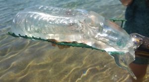 Read more about the article Huge Transparent Creature Found On Spain Tourist Beach