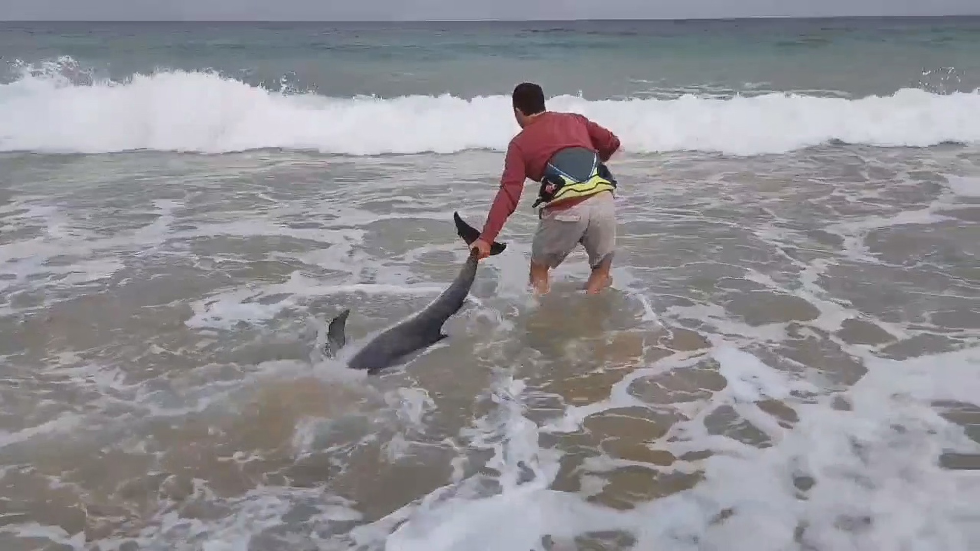 Read more about the article Surfers Help Stranded Dolphin Back Into Open Sea