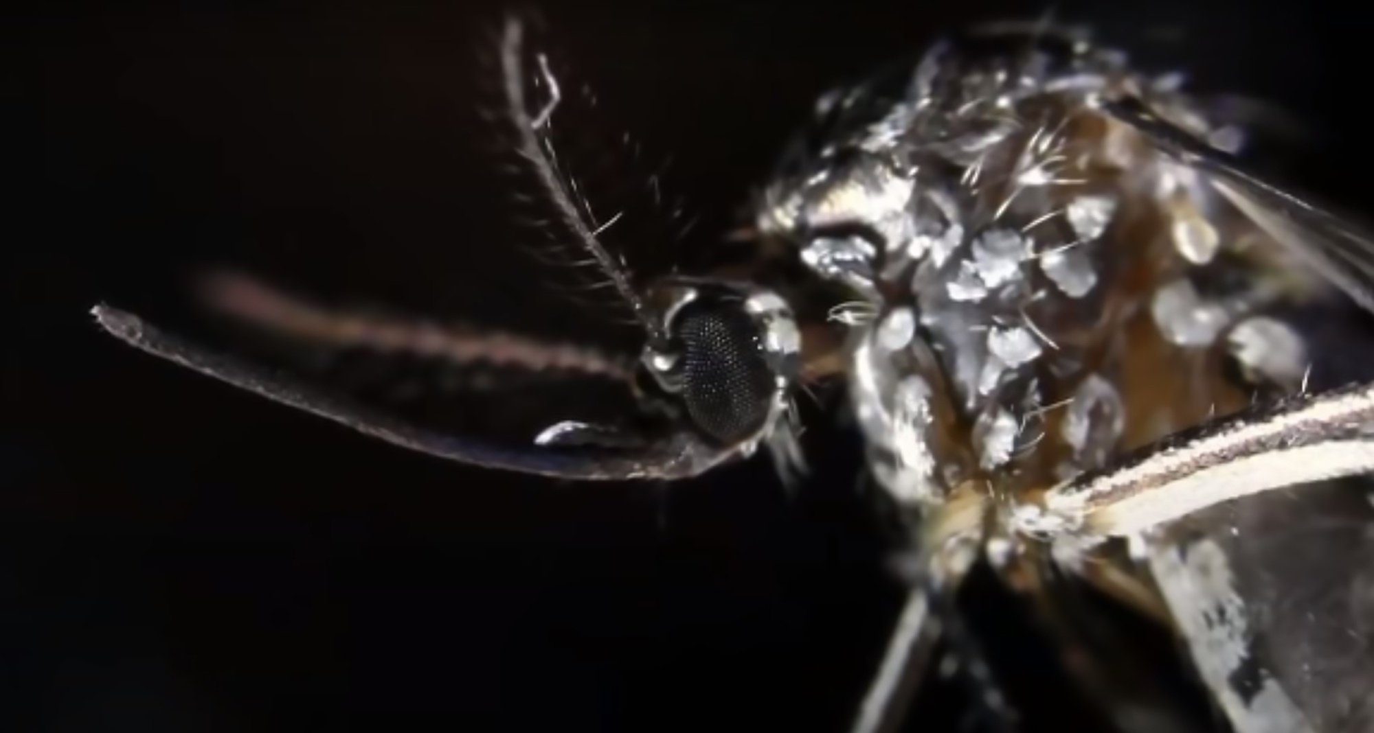 Read more about the article Expert: Tiger Mosquito With Virus Could Already Be In UK