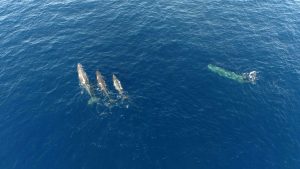 Read more about the article Moment Pod Of Sperm Whales Spotted Off Menorca Coast