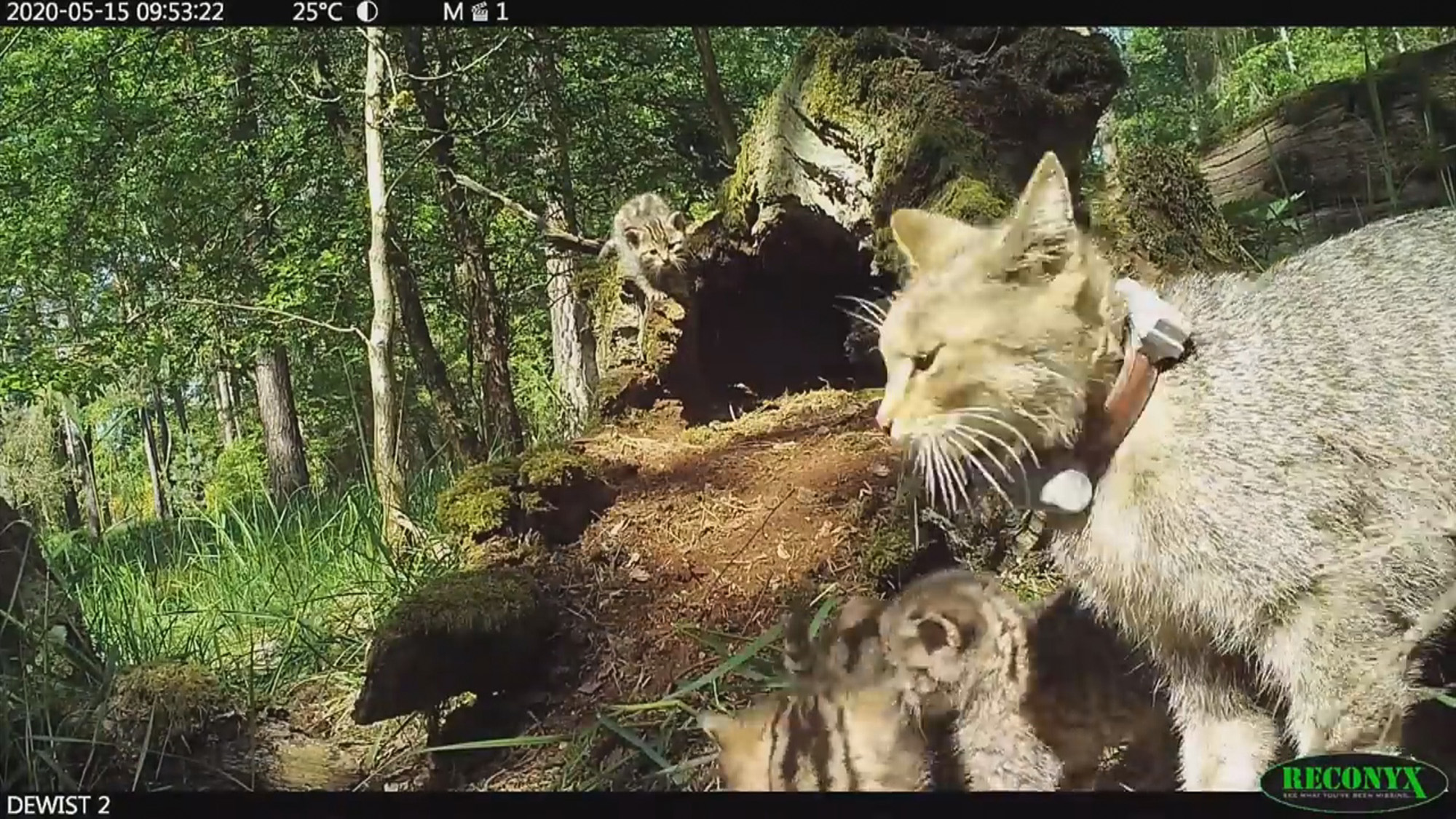 Read more about the article Wildcat Mum Caught On Pics Protecting Kittens From Wolf