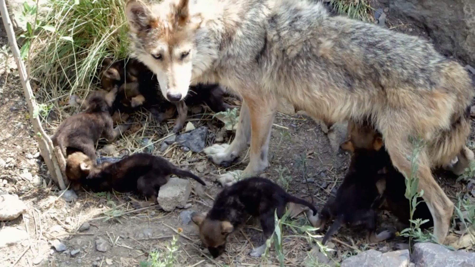 Read more about the article Eight Endangered Wolf Cubs Born In Mexican Zoo