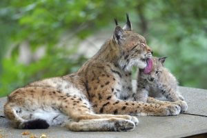 Read more about the article Baby Lynx Welcomes Visitors To Worlds Oldest Zoo