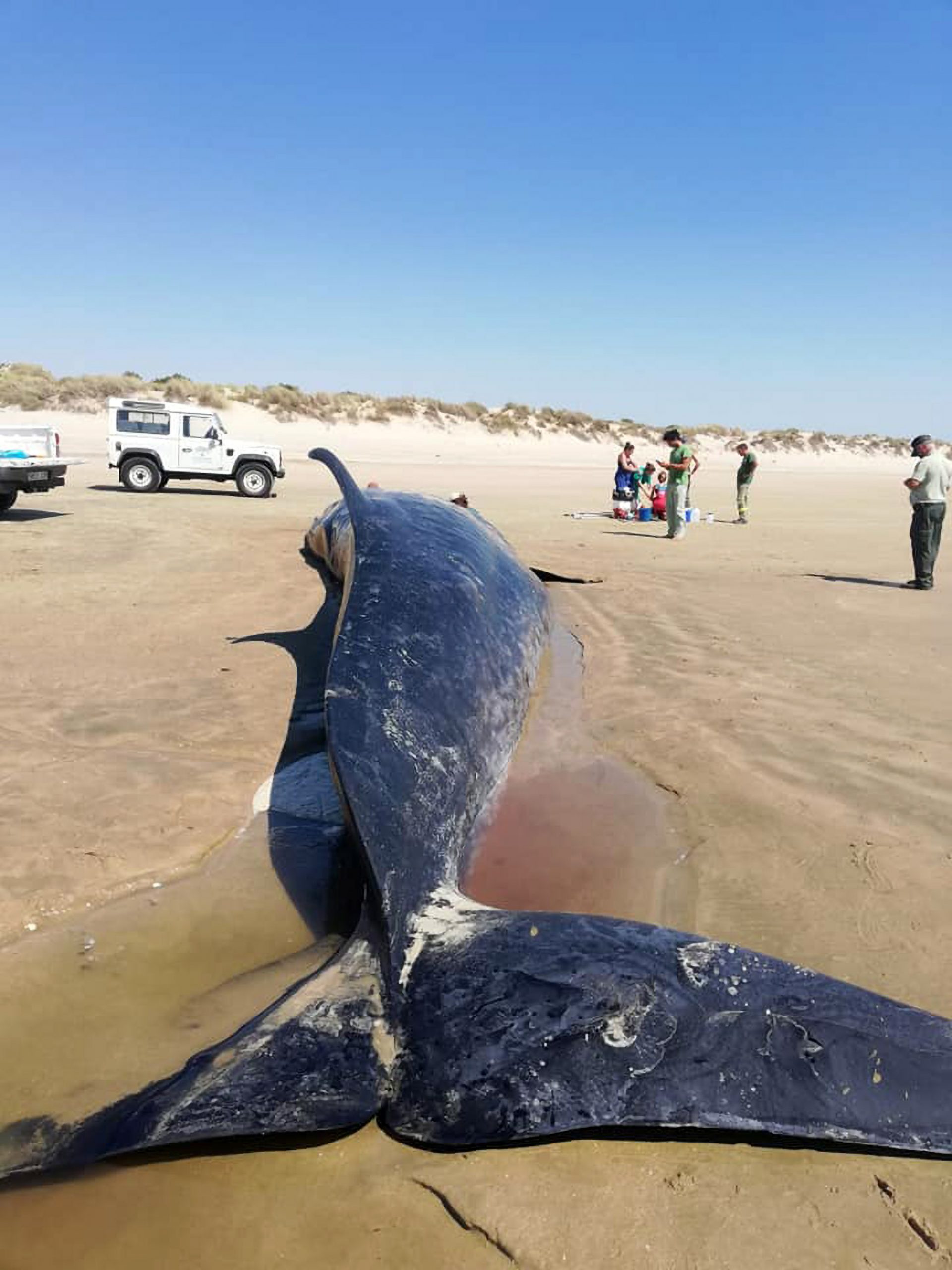 Read more about the article Huge Deep Sea Whale Washes Up On Spanish Beach