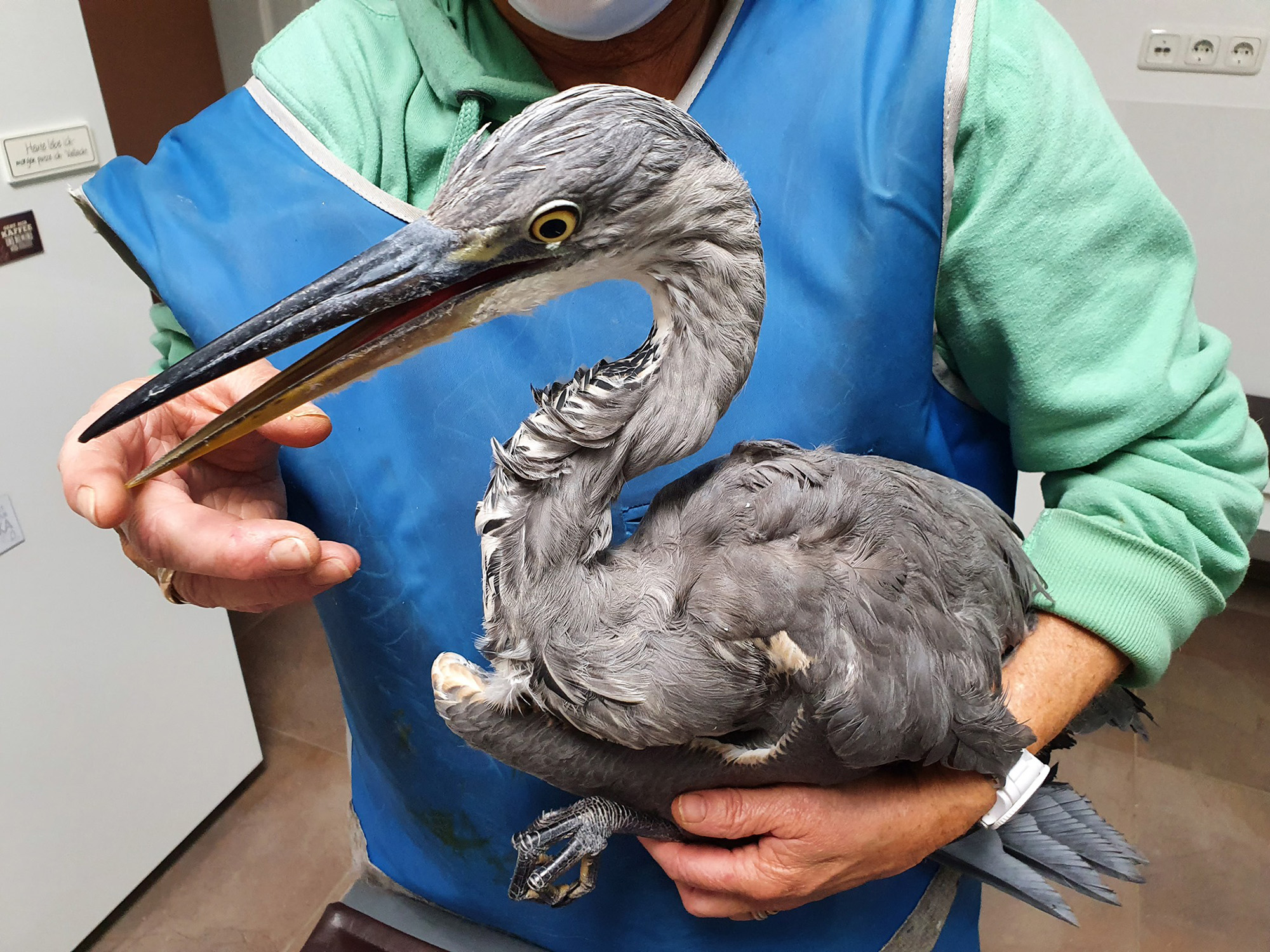 Read more about the article Protected Grey Heron Found Shot And Left To Die