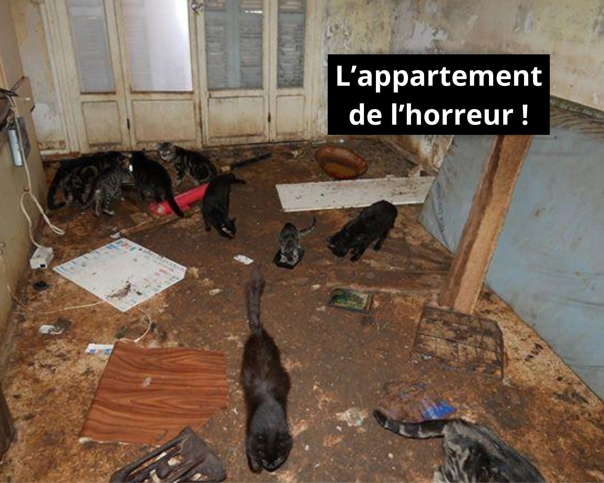 Read more about the article 23 Starving Cats With Tumours Found In Horror Apartment