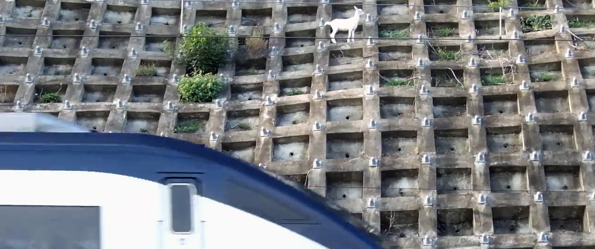 Read more about the article Escaped Goat Makes Home On Concrete Railway Bank