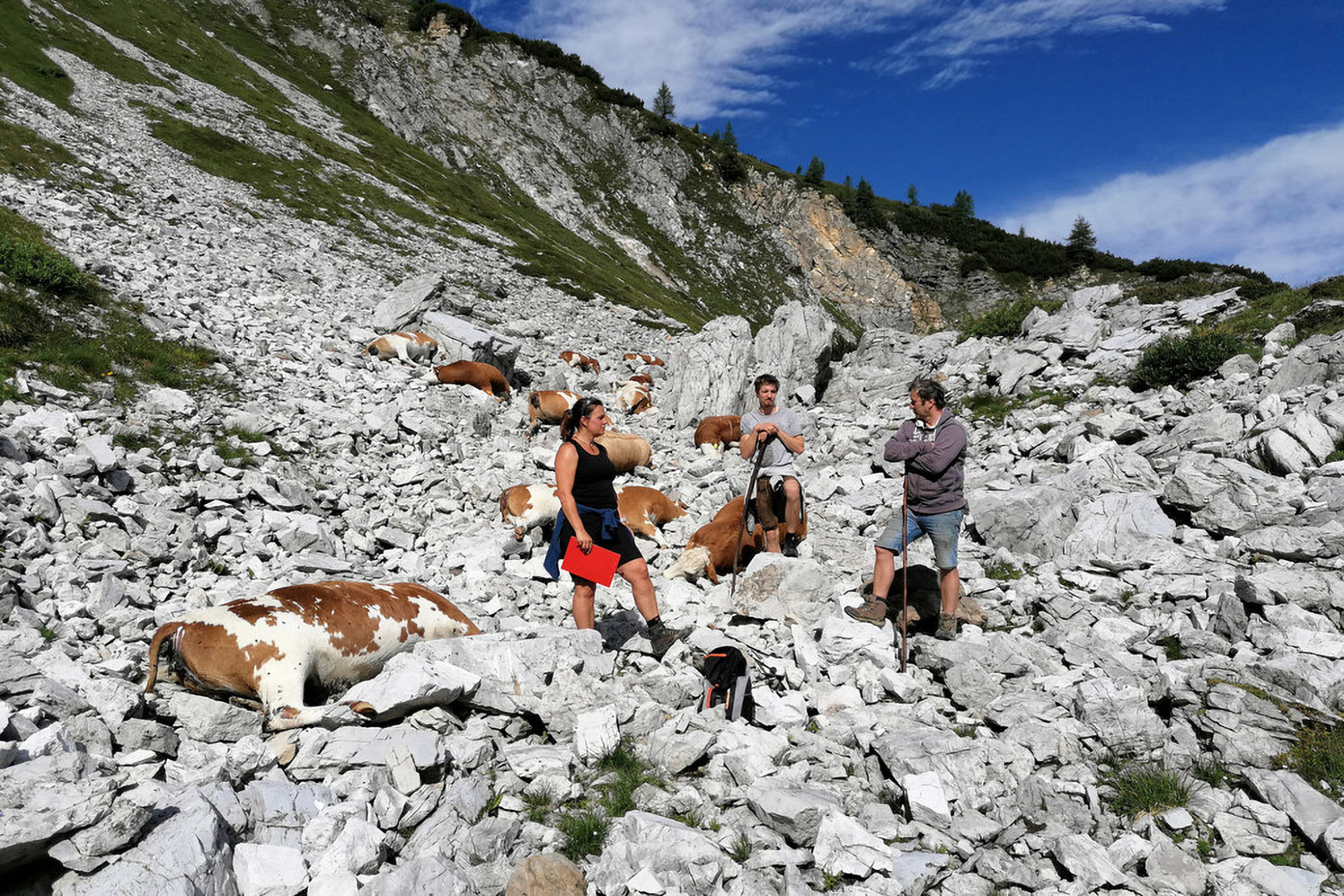 Read more about the article Single Lightning Bolt Kills 16 Cows On Alpine Farm