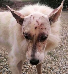 Read more about the article Dog Survives With Over 25 Pellets In Head From Shotgun