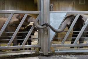Read more about the article Reunited Gran, Mum And Grandchild Elephant Touch Trunks