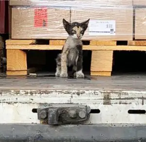Read more about the article Cat Hops On Container In Tunisia And Ends Up In Germany
