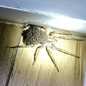 Read more about the article Man Finds Huge Spider Covered In Eggs At Work