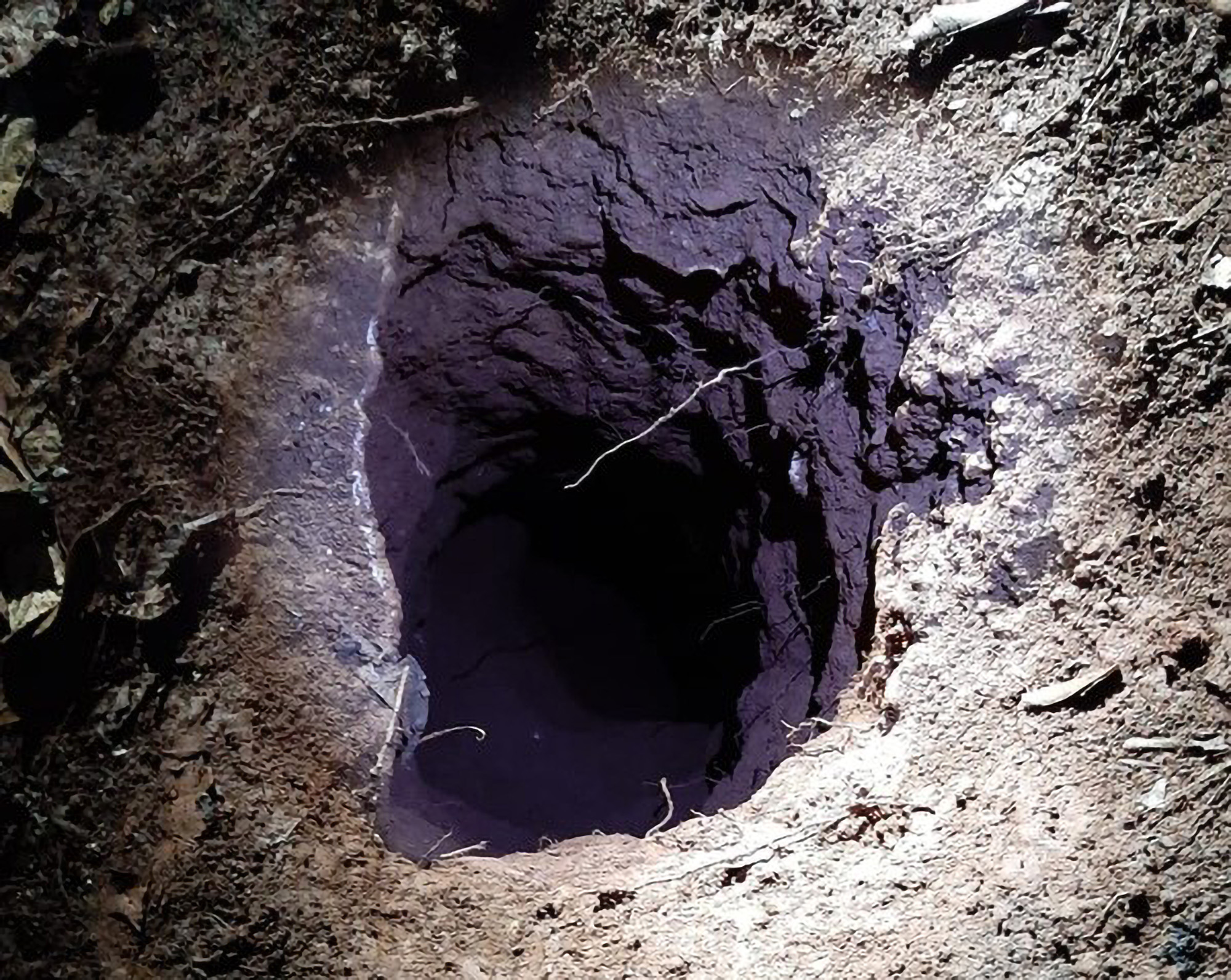 Read more about the article Lags With COVID-19 Dig 30m Tunnel And Escape From Jail