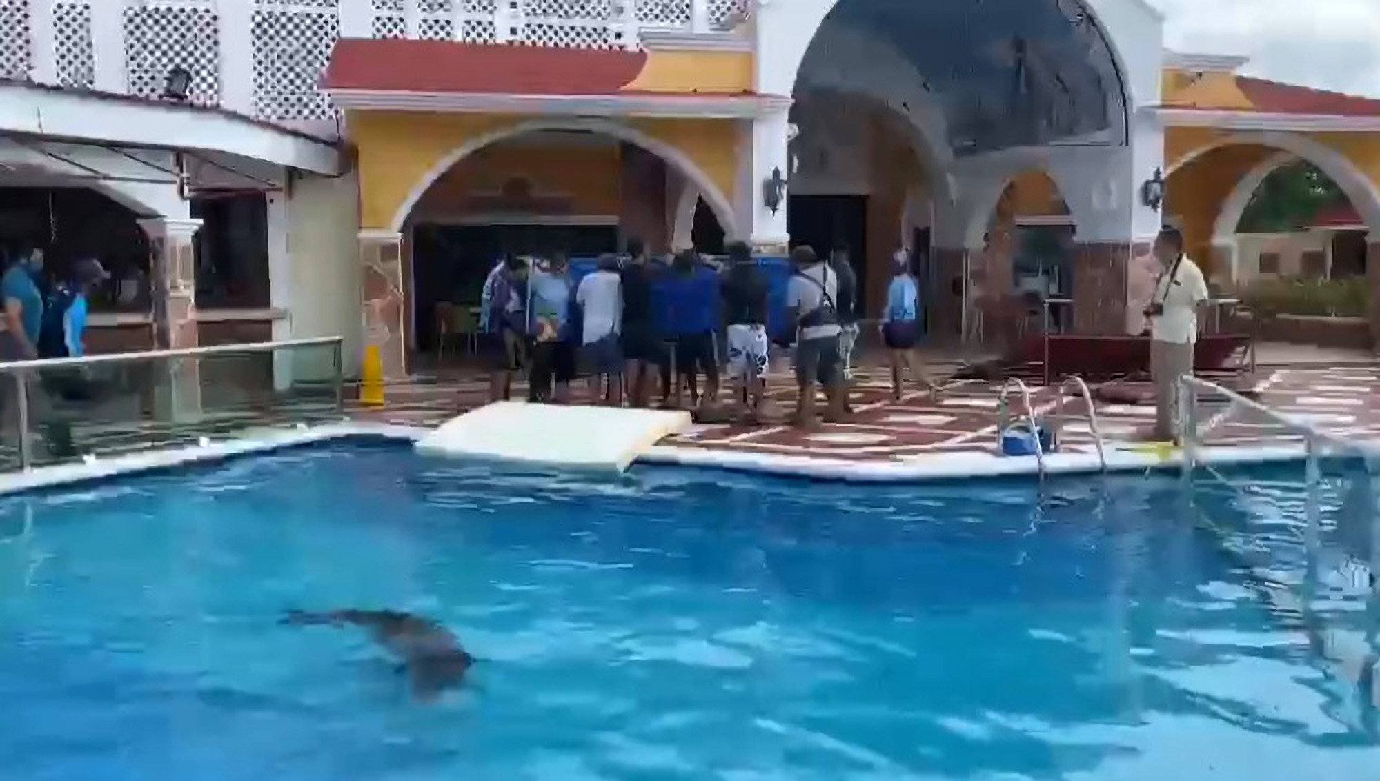 Casino Dolphin