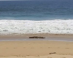 Read more about the article 10 Foot Crocodile Sighting In Popular Tourist Beach