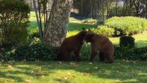 Read more about the article Moment Wild Bear Cubs Wrestle In Front Of US Cops