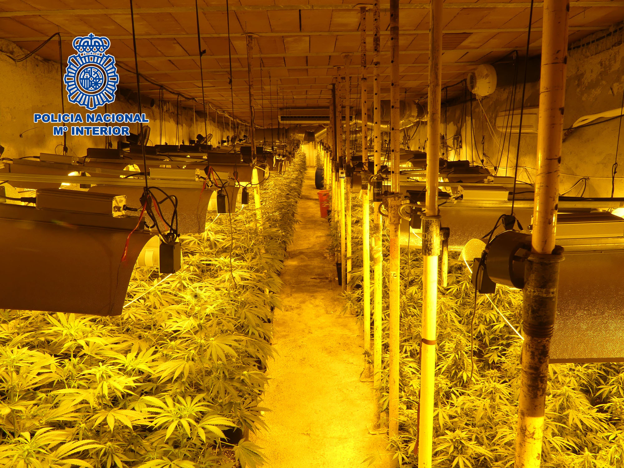 Read more about the article Largest Underground Cannabis Plantation Busted In Spain