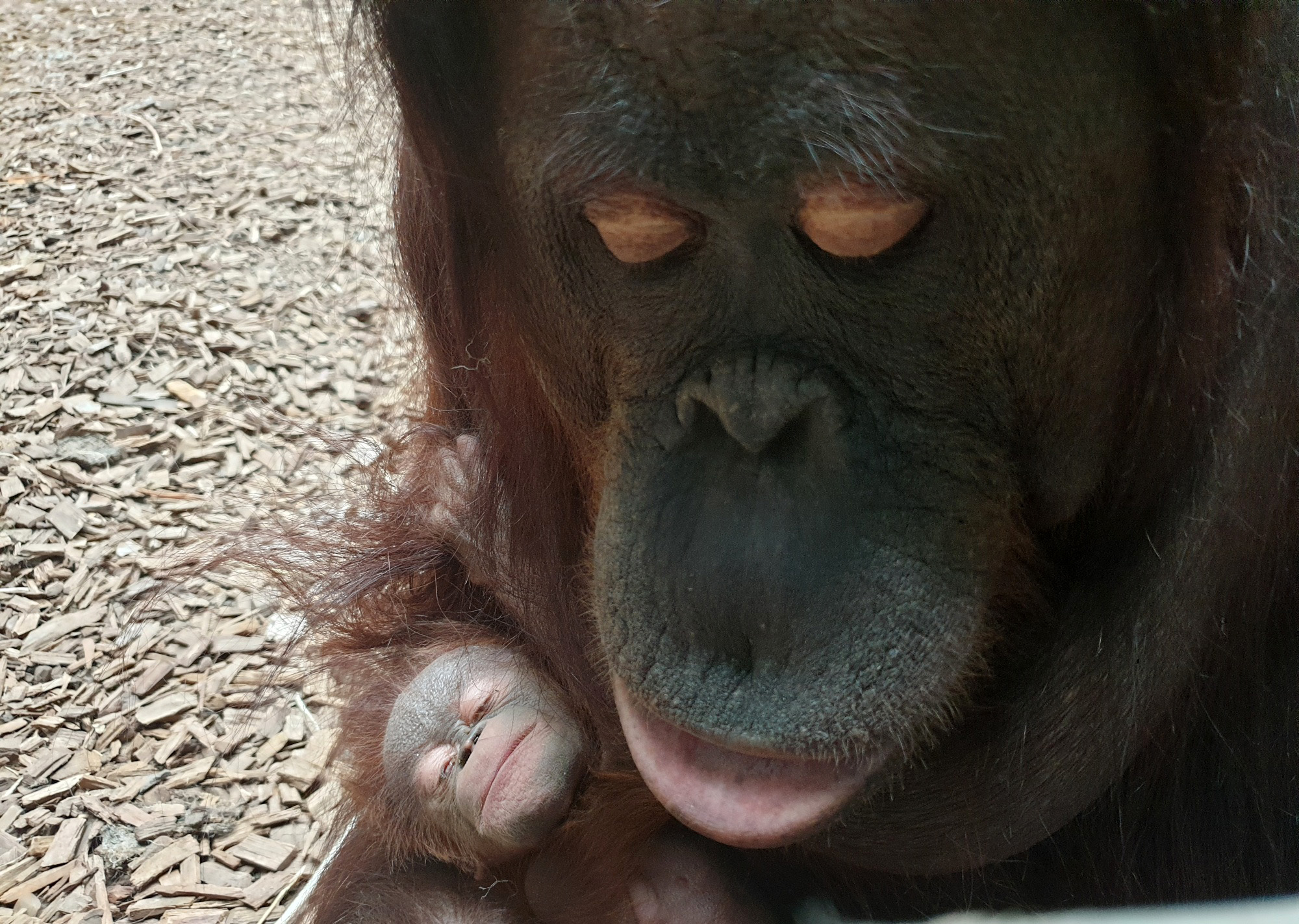 Read more about the article Endangered Bornean Orangutan Born At Chester Zoo