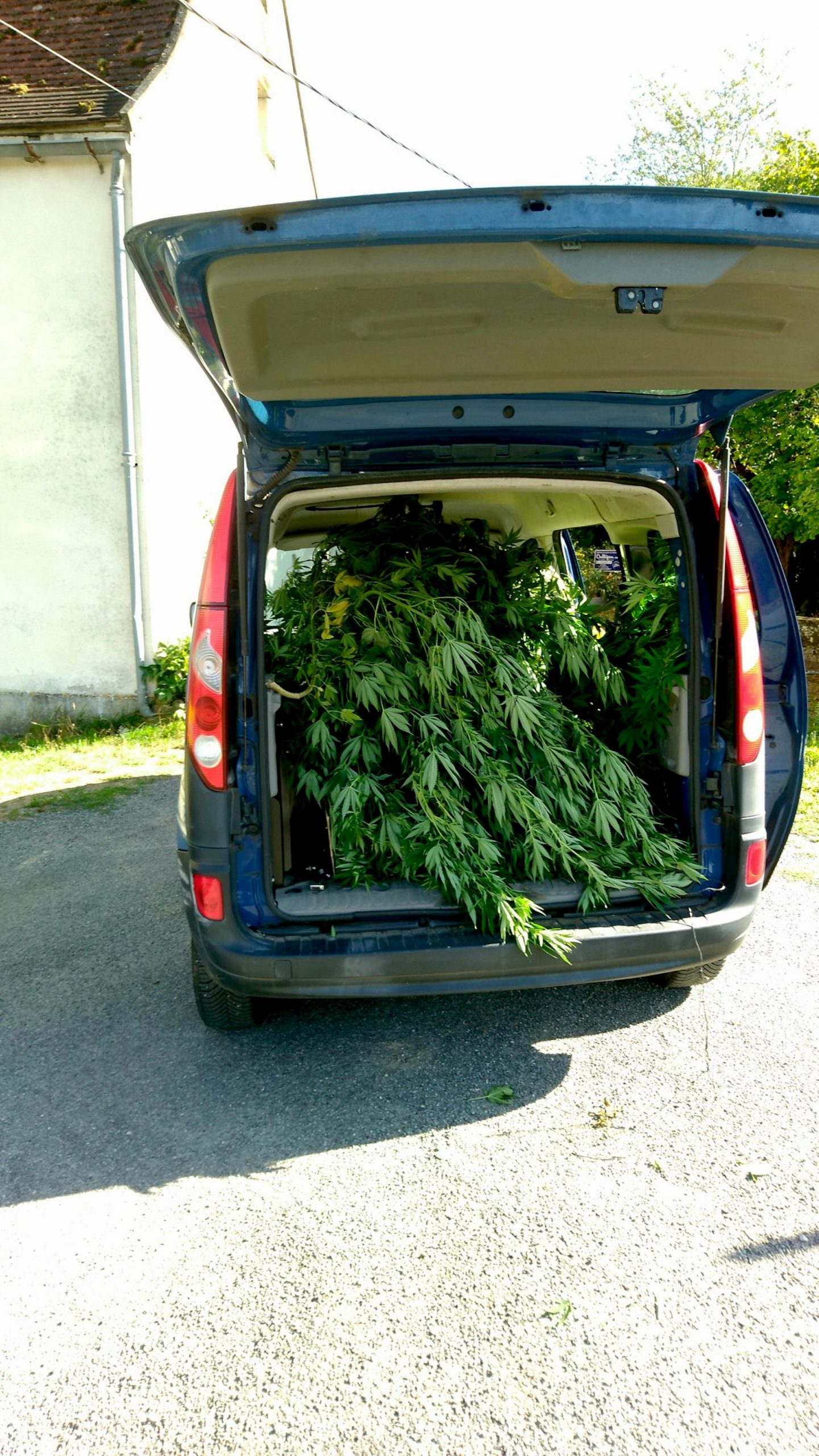 Read more about the article Joker Cops Offer To Help Evacuate Green Weed Rubbish