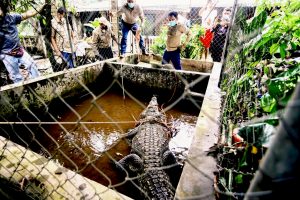 Read more about the article 8ft Pet Croc Rescued After 25 Years In Now Too Tiny Pond