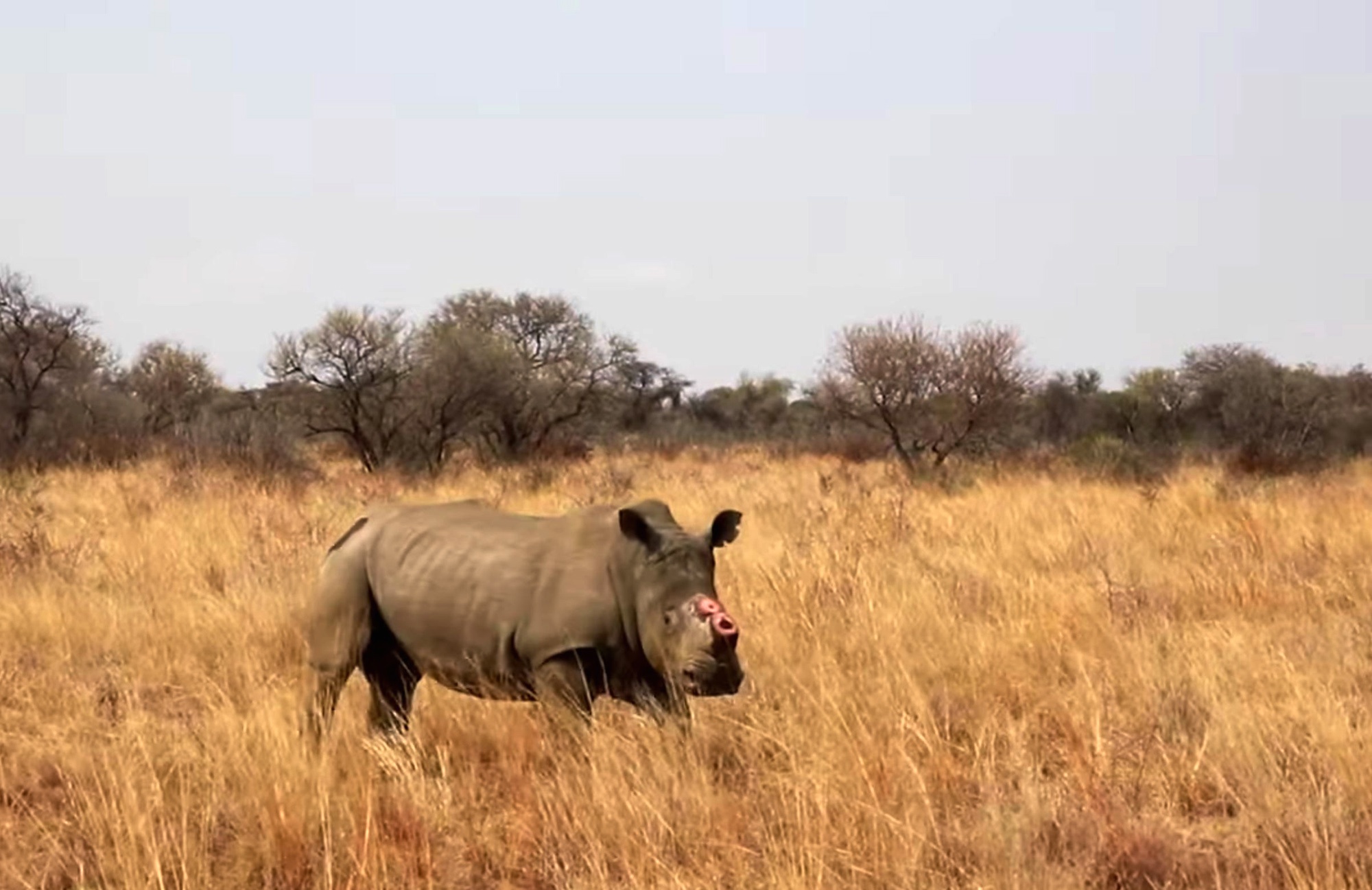 Read more about the article South Africa Dehorns Rhinos To Save Them From Poachers