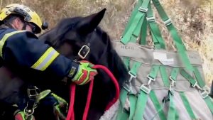 Read more about the article US Rescuers Airlift Trapped Horse Out Of 60-Ft Ravine