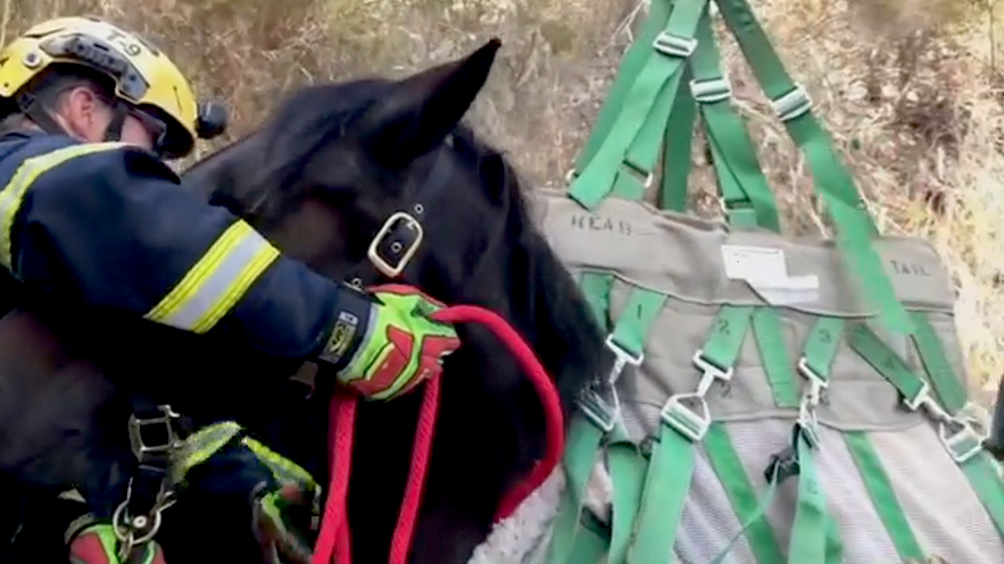 Read more about the article US Rescuers Airlift Trapped Horse Out Of 60-Ft Ravine