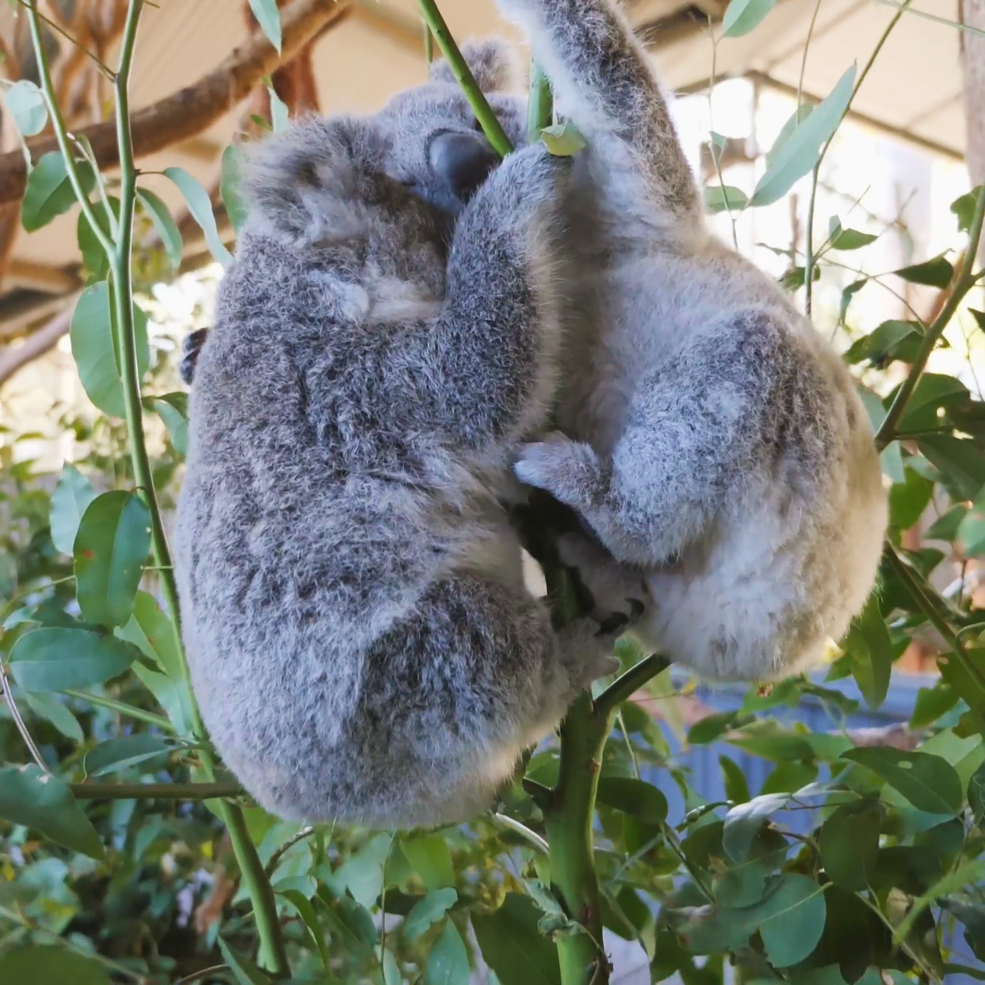 Read more about the article Koalas Race To Top Of The Tree For Best Young Leaves