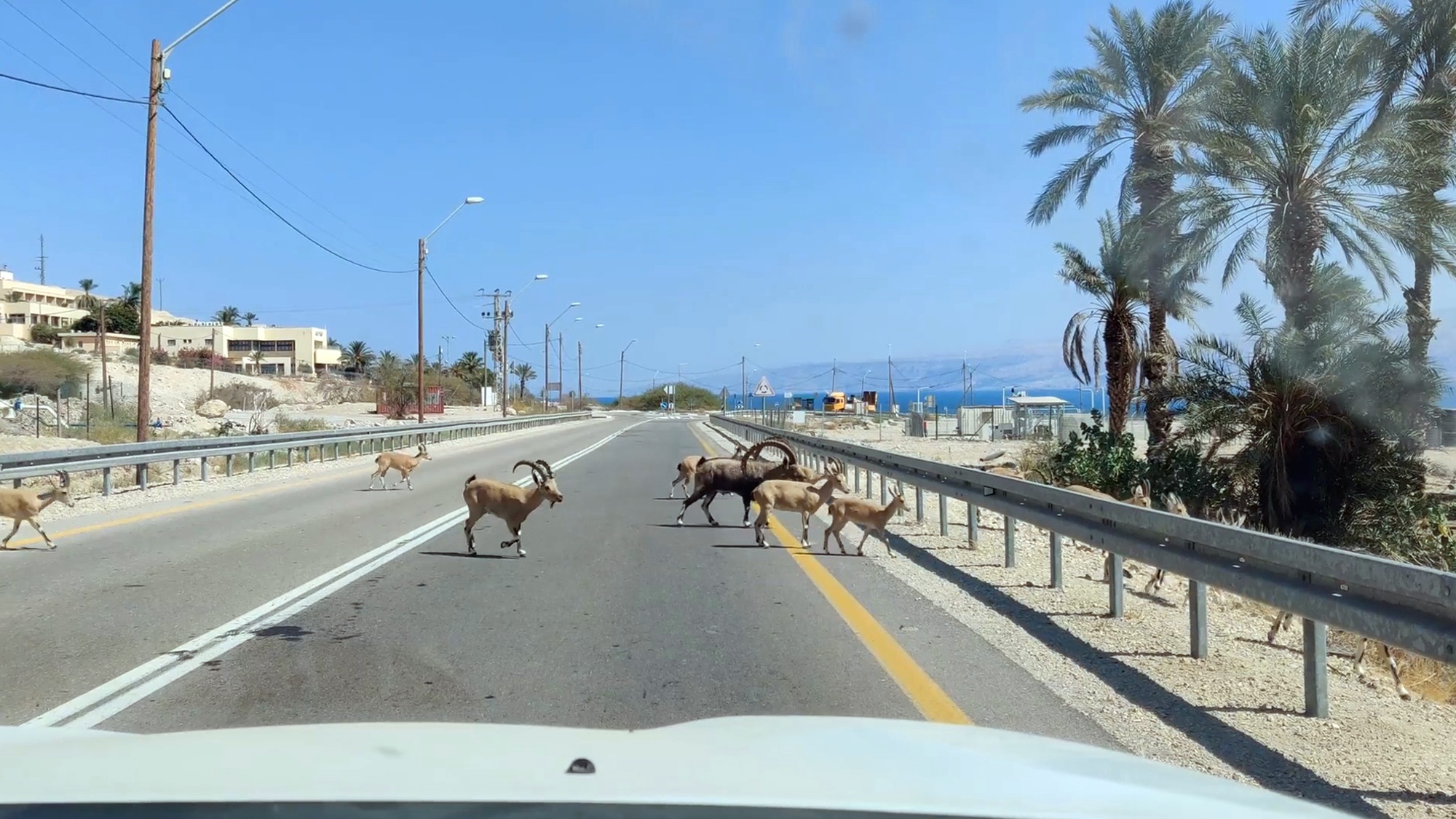Read more about the article Moment Desert Goats Cross Dead Sea Highway To Mate