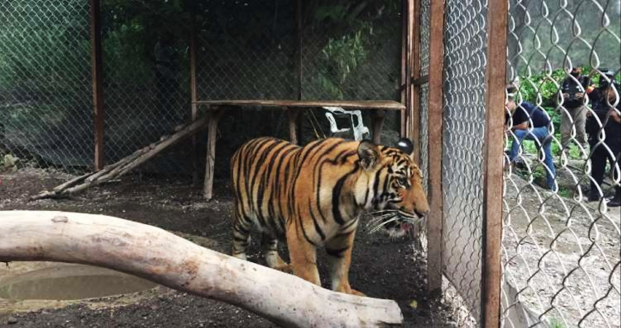Read more about the article Tiger And Giant Lizard Found With Drugs In Cartel Raid