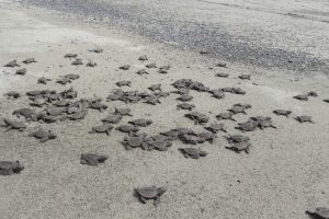Read more about the article Hundreds Of Baby Turtles Dash To Ocean After Hatching