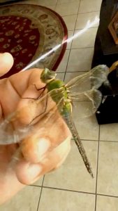 Read more about the article Man Chats To Huge Dragonfly That Lands On Hand At Home Before Freeing It