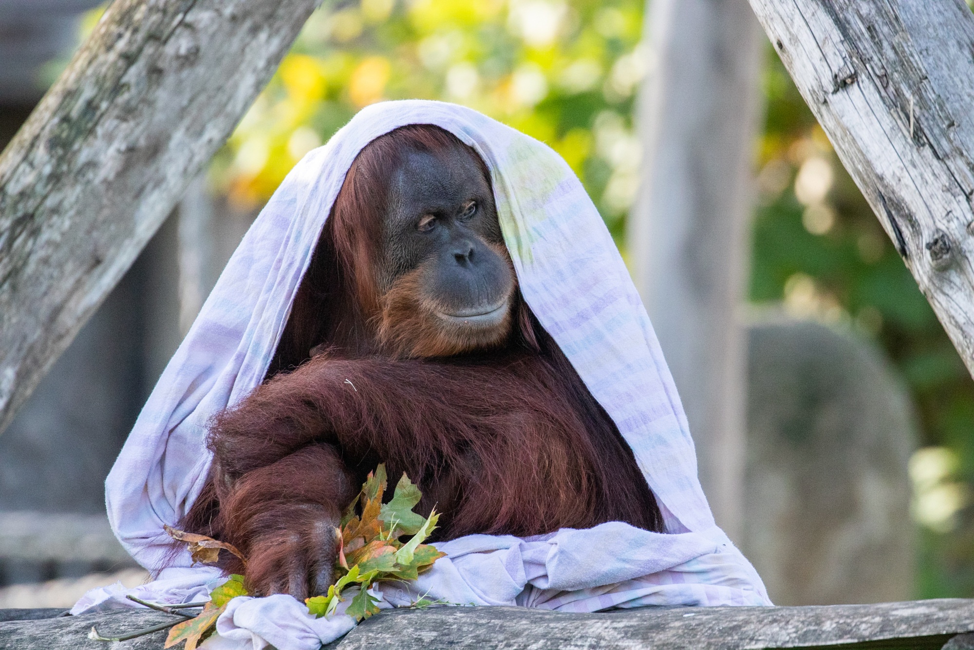 Read more about the article Pregnant Sumatran Orangutan Sinta Feasting On Her Lunch With Style
