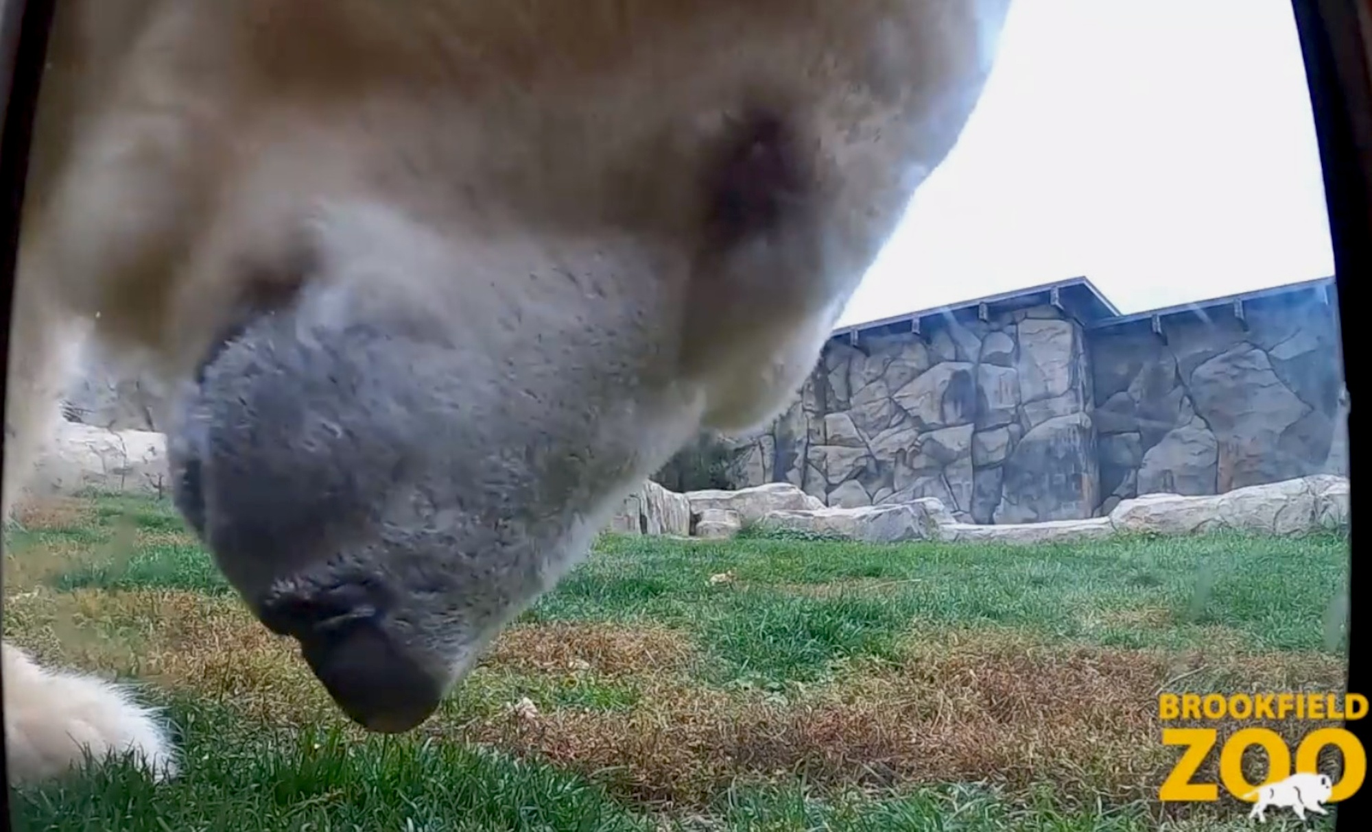 Read more about the article Curious Polar Bear Checks Out GoPro Camera