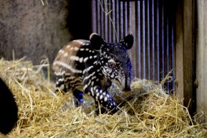 Read more about the article Newborn Tapir Cub Is Lucky 13th Born Worldwide This Year In Captivity