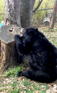 Read more about the article Tasha The Bear Eats Honey From Tree With Her Long Tongue