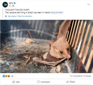 Read more about the article Mystery Over Bloodsucking Vampire Bat From Brazil Found In Turkish Mans Henhouse
