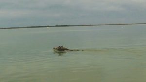 Read more about the article Moment Wild Boar Caught Swimming In Atlantic Ocean
