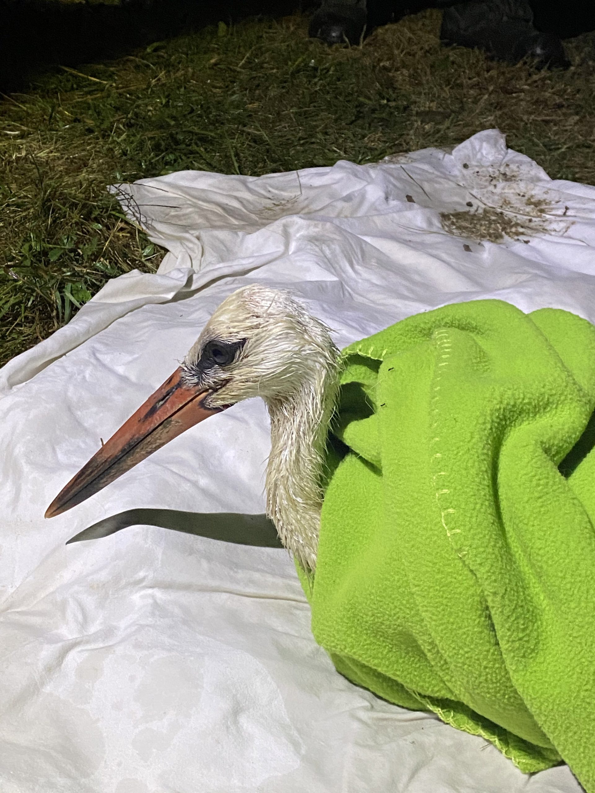 Read more about the article Firemen Save Lonely Stork That Missed Winter Departure