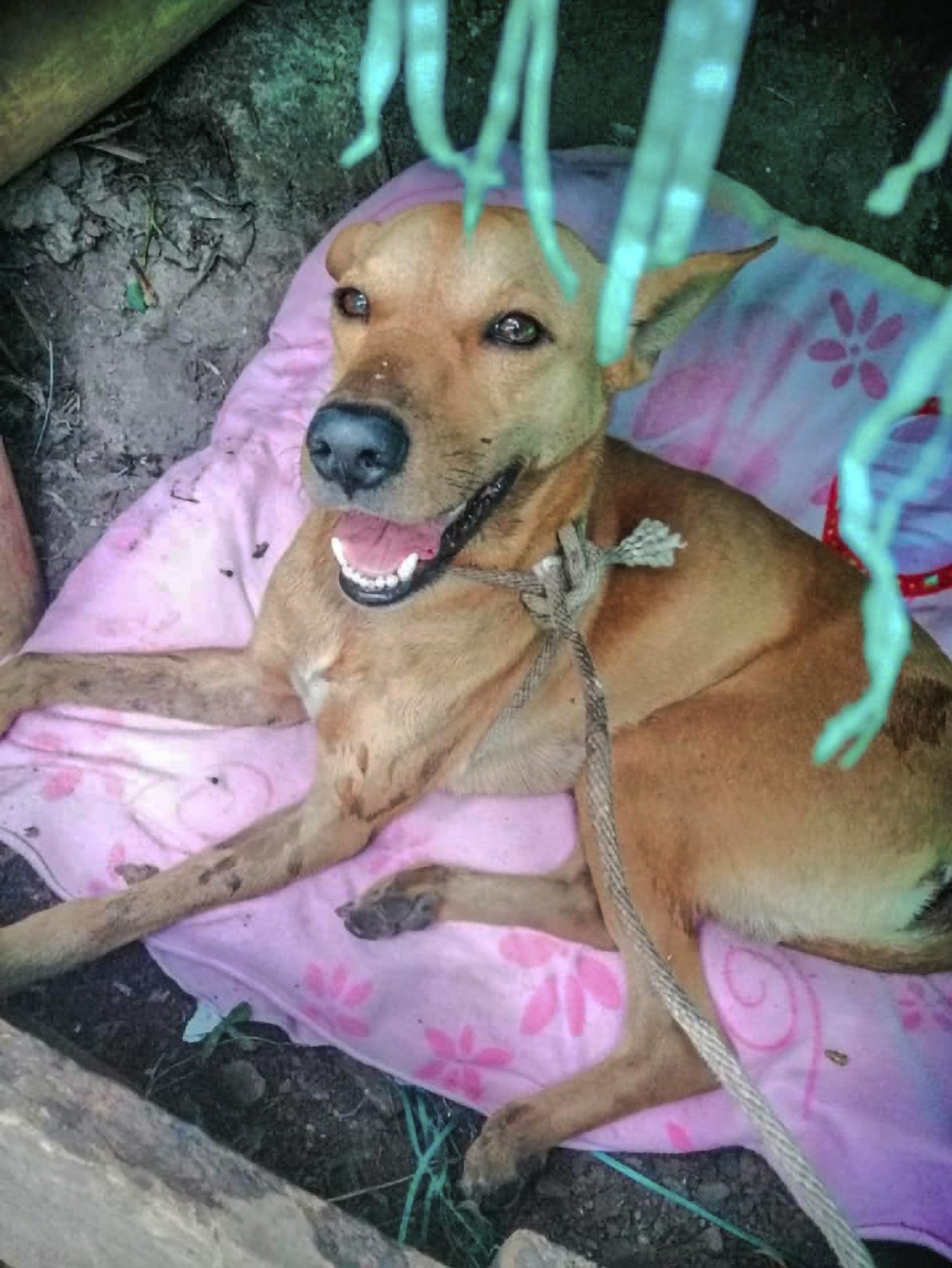 Read more about the article Stray Dog Dies After Horror Bestiality Attack In Street