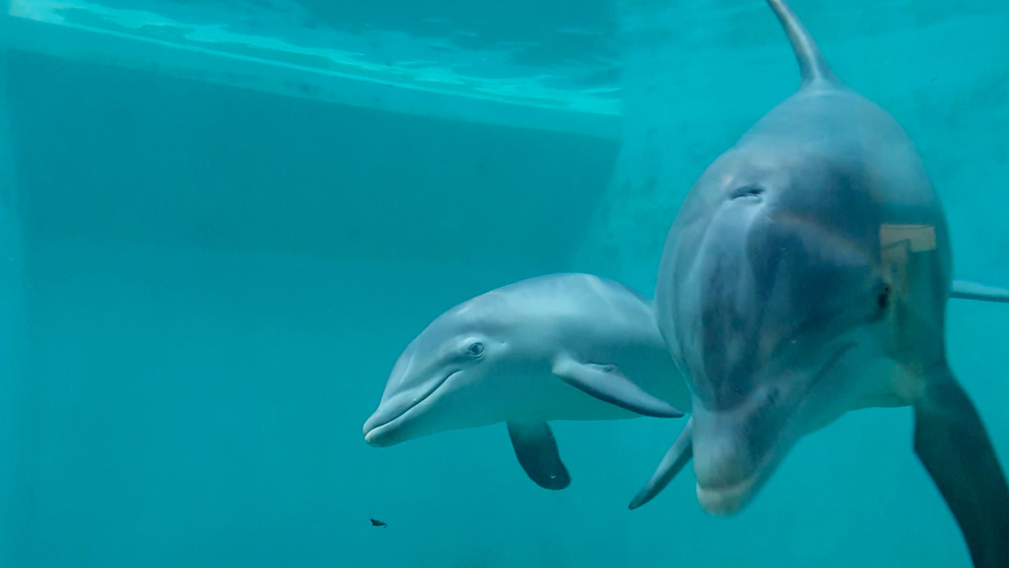 Read more about the article Moment Baby Dolphin Frolics With Happy Mum At German Zoo