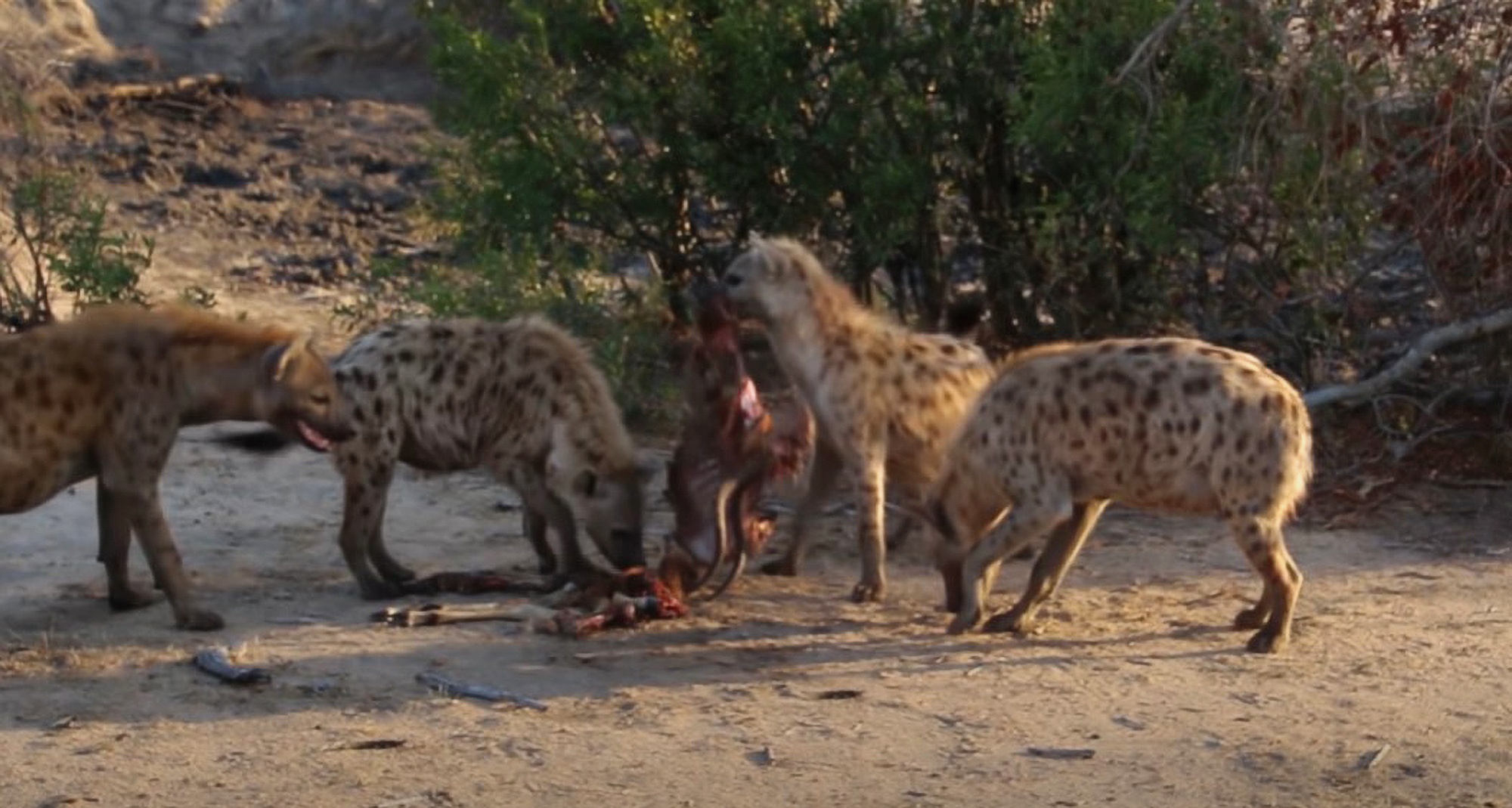 Read more about the article Man Dragged From Bed And Eaten Alive By Pack Of Hyenas
